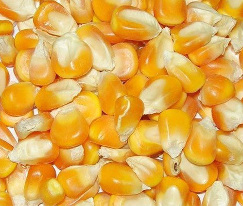 Yellow Maize