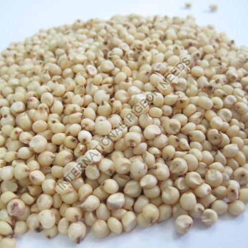 Sorghum Seeds