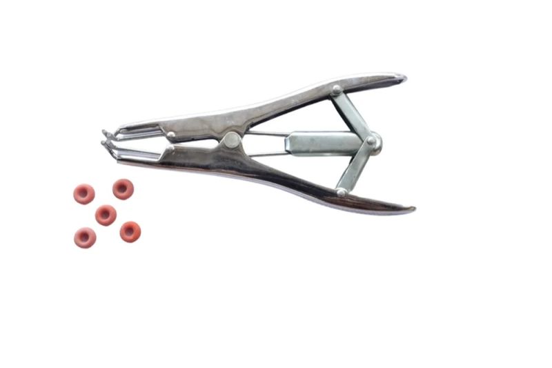 Silver Stainless Stell Elastorator Forcep