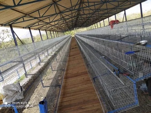 Poultry A Type California Chicken Cage