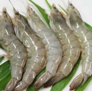 Fresh Vannamei Shrimps
