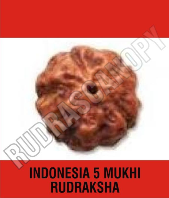5 Mukhi Rudraksha Of Indonesia