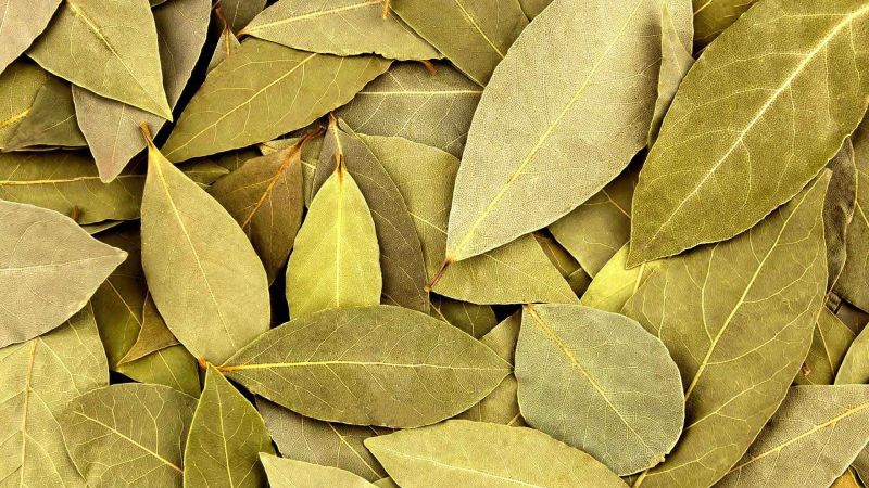 Bay Leaf