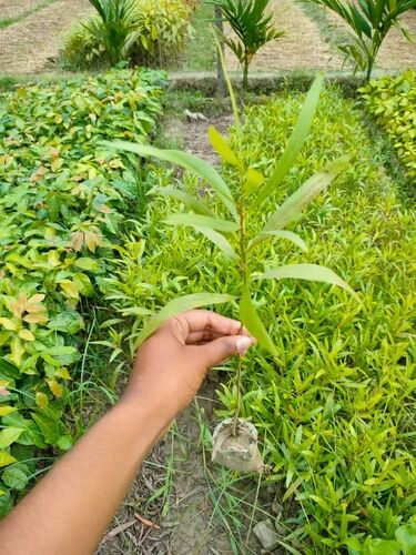 Acacia Plant