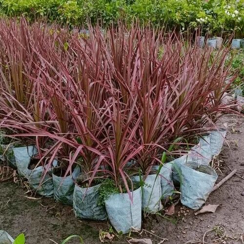 Dracaena Colorama Plant