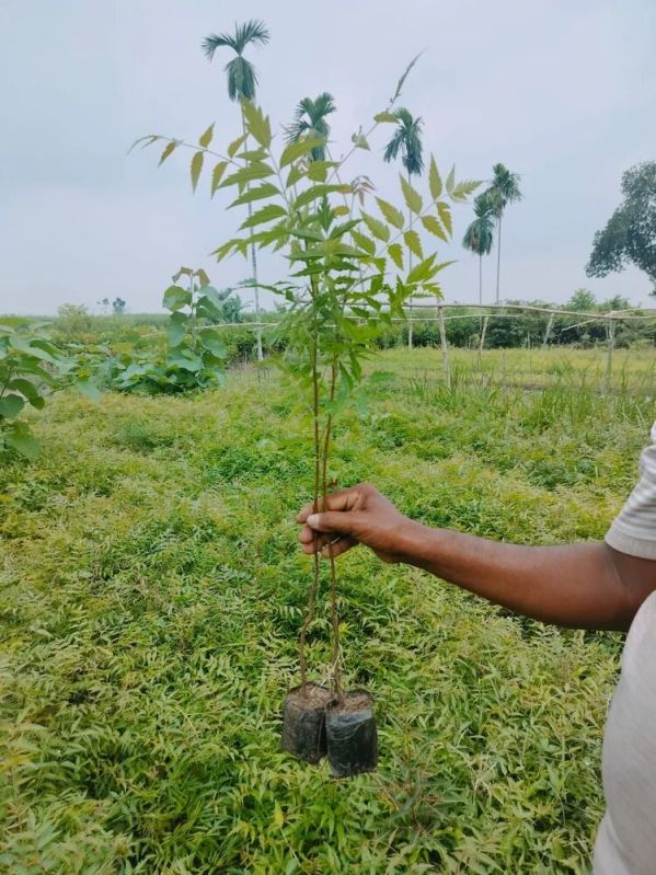 Neem Plant