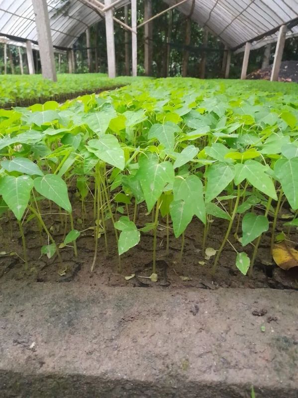 Papaya Plant