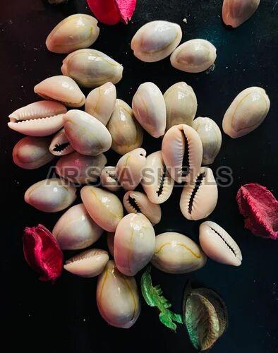 5mm Natural Cowrie Seashell