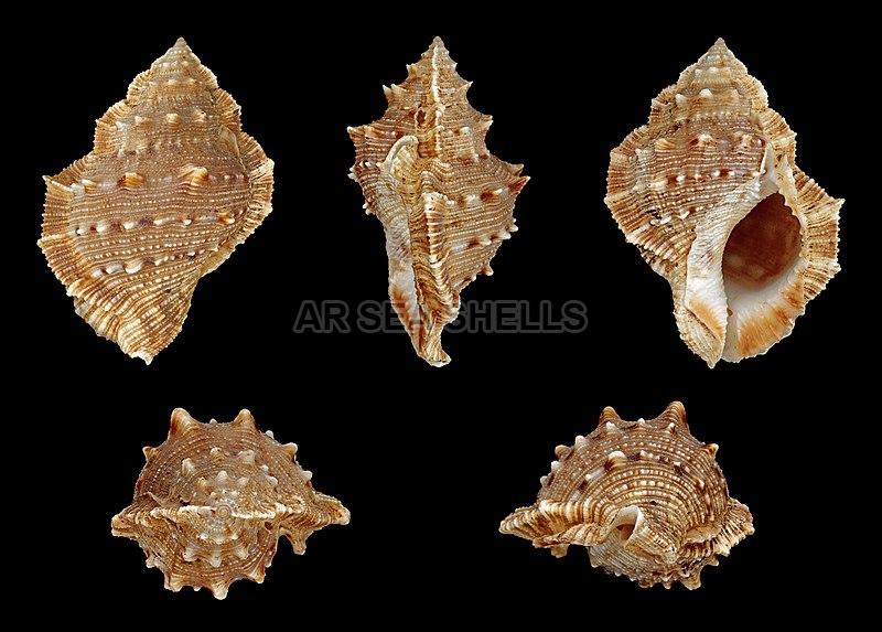 Bufonaria Crumena Seashell