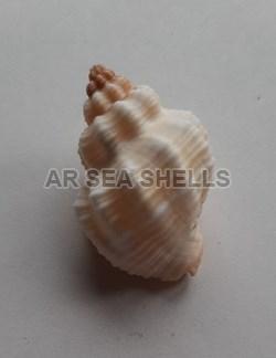 Cantharus Tranquebaricus Seashell