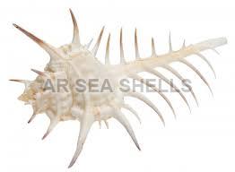 Murex Ternispina Seashell