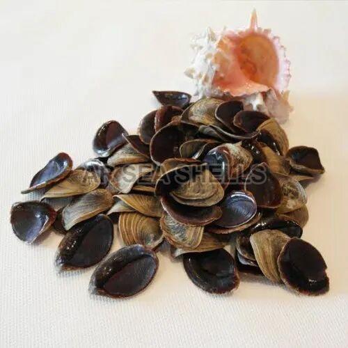 Natural Murex Operculum Seashell