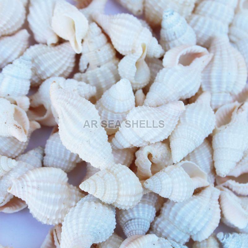 Natural Nassarius Bellulus Seashell