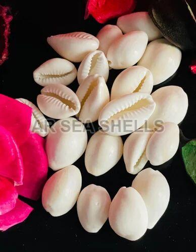 Natural White Cowrie Seashell