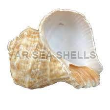 Rapana Bulbosa Seashell