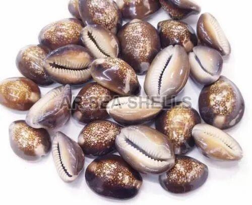 Tiger Cowrie Natural Seashell