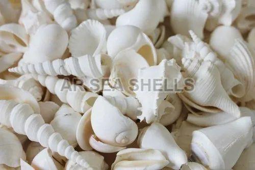 White Natural Mixed Seashell