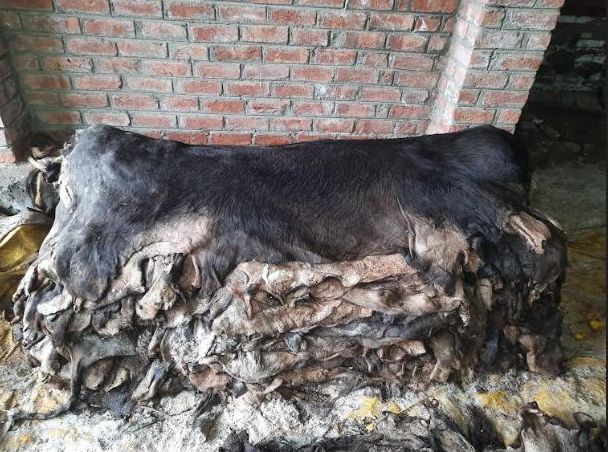 Raw Salted Buffalo Hides