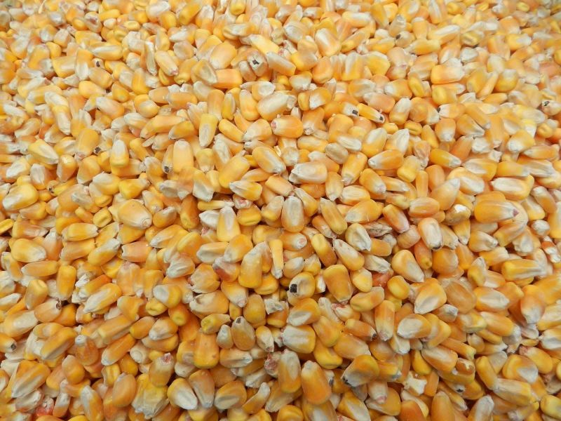 yellow corn