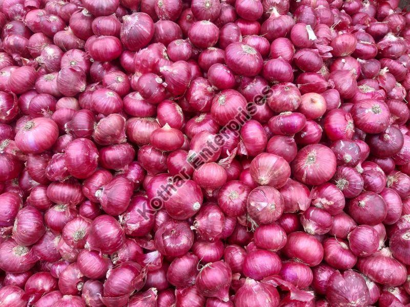 Small Red Onion