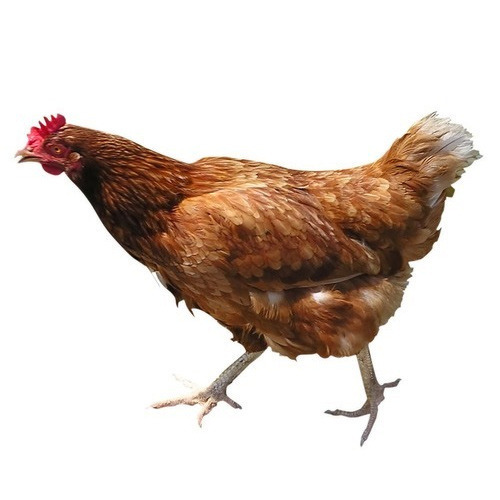 Desi Chicken