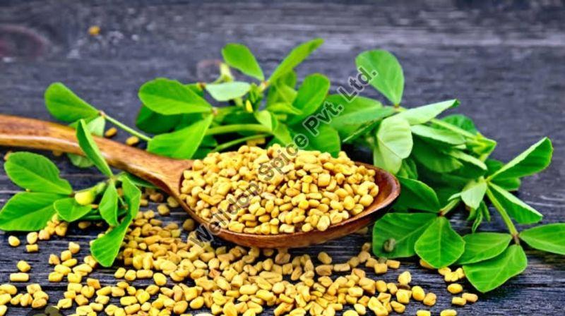 Fenugreek Seeds