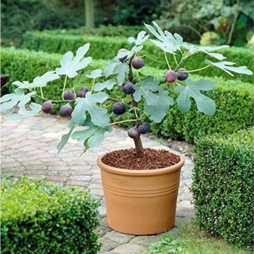 Fig Plant