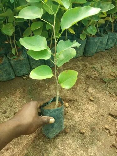 Sandalwood Plants