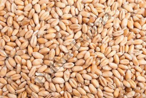 PBW 323 Wheat Seeds