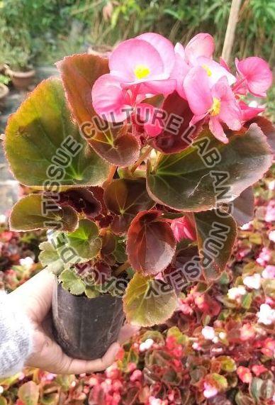 Begonia Plant