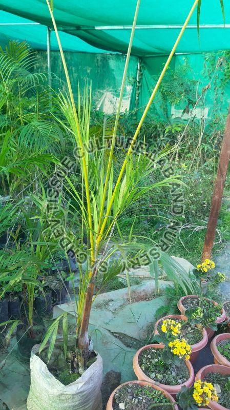 Bottle Palm Plant