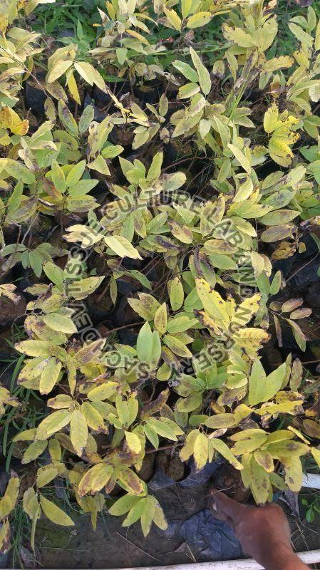 Desi Custard Apple Plant