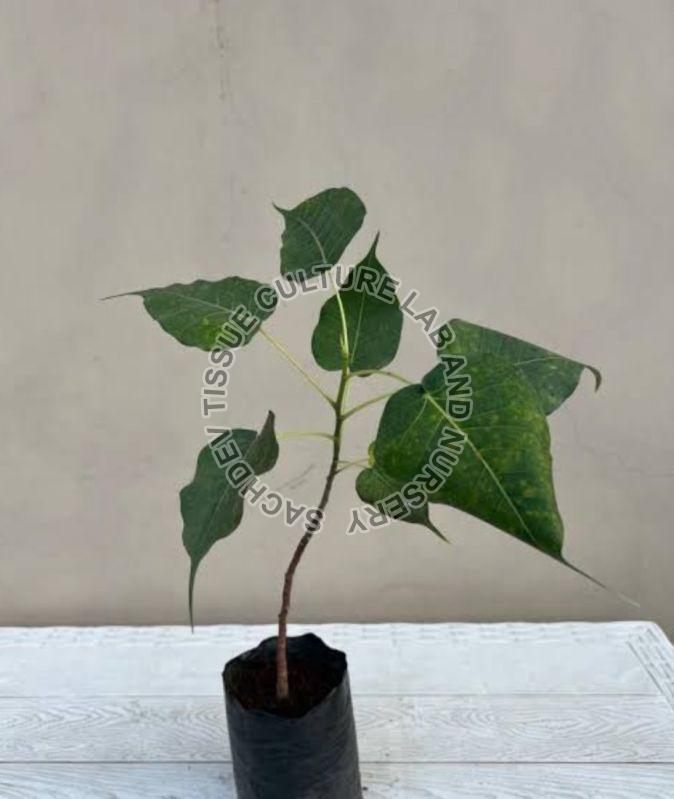 Peepal Plant