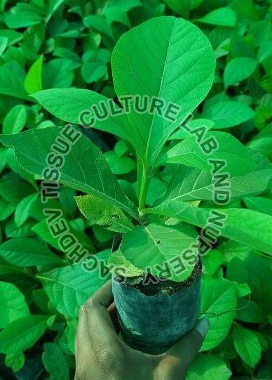 Tissue Culture Teak Plant