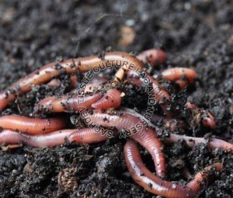 Vermiculture Earthworm