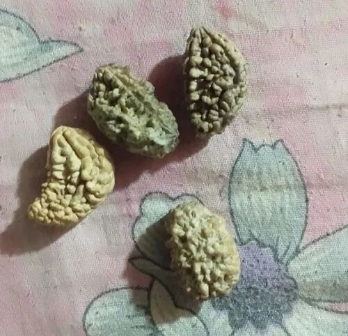 1 Mukhi Rudraksha