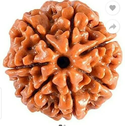 7 Mukhi Rudraksha