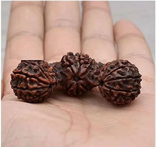 Trijuti Rudraksha