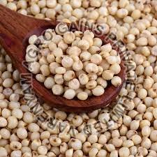 Sorghum Millet