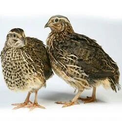 Japanese Quail Chicks