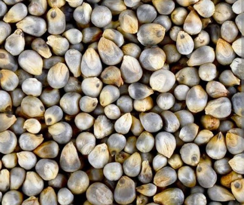 Bajra Seeds