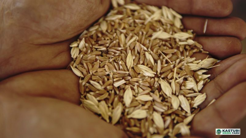 Organic Khapli Wheat Seeds