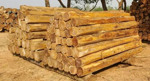 White Teak Wood Log