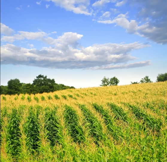 White Sandalwood Contract Farming Services