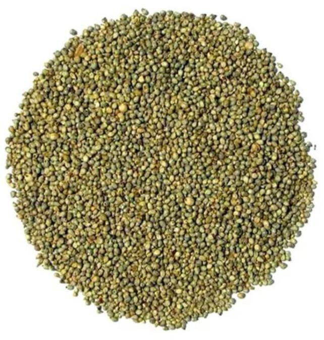 Organic Bajra Seeds