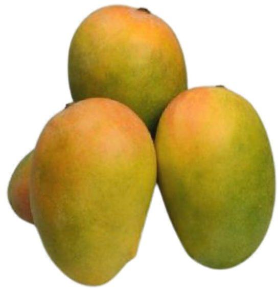 Fresh Kesar Mango