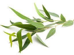 Eucalyptus Leaves