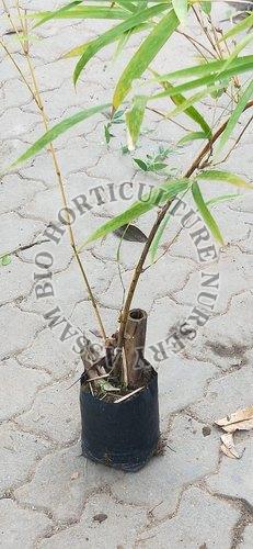 Bambusa Tulda Bamboo Plant