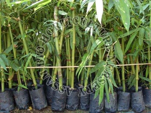 Bambusa Vulgaris Bamboo Plant
