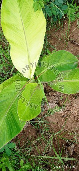 Banana Muluk Plant